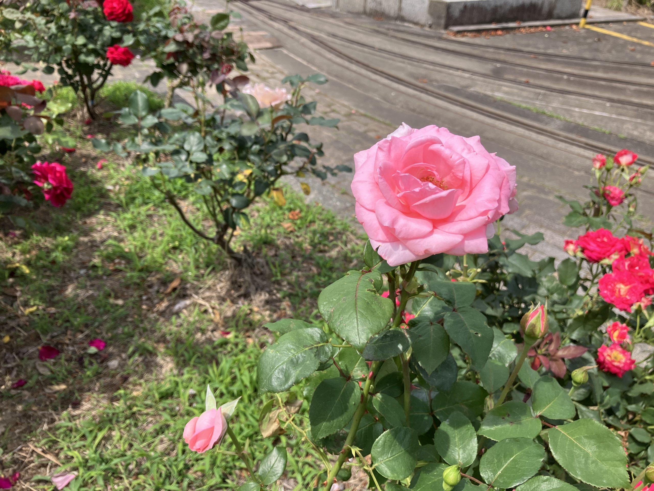 バラ園散策