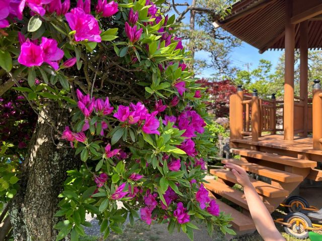 花の季節
園庭のツツジが満開を迎えました。「きれい‼︎」と手を伸ばす年少さん。先週の金曜日は、年長さんが作った八重桜の葉と花の塩漬けを使って、お花のおにぎりを作りました。桜の花が終わった後も味覚で桜を楽しむことが出来ました。
